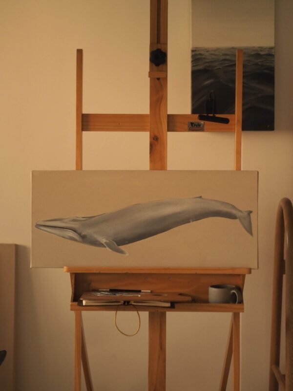 Ballena Azul (Balaenoptera musculus)