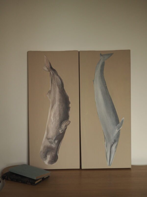 Ballena Azul (Balaenoptera musculus)