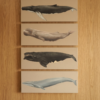 Cetaceos Cachalote (Physeter macrocephalus)