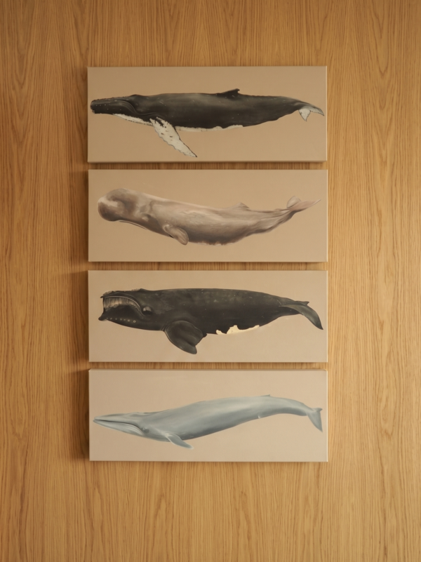Cetaceos Cachalote (Physeter macrocephalus)