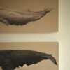 OLYMPUS DIGITAL CAMERA Cachalote (Physeter macrocephalus)