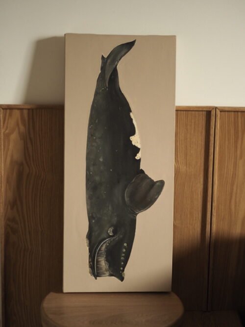 Ballena Franca Austral (Eubalaena australis)