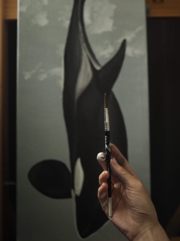 Orca (Orcinus orca)