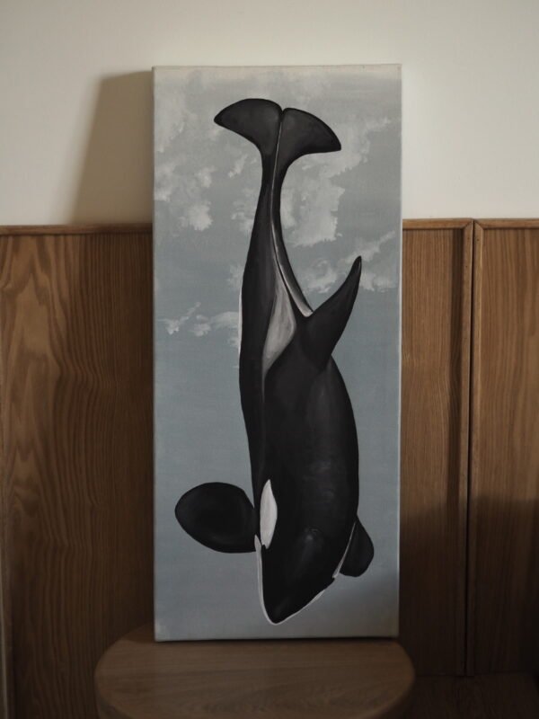 Orca (Orcinus orca)