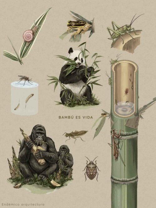 Portada Print Ilustración Científica – Bambú es Vida