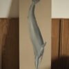 Ballena Azul (Balaenoptera musculus)