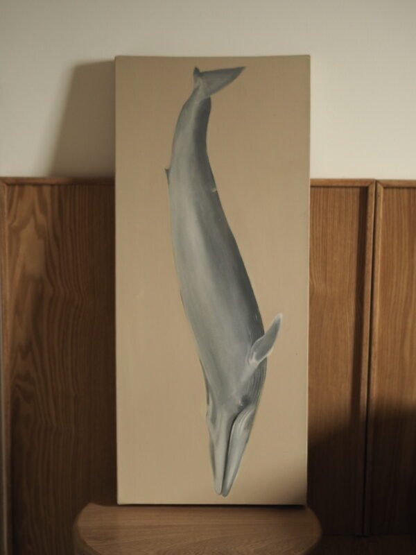 Ballena Azul (Balaenoptera musculus)