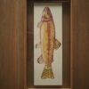 Trucha dorada (Oncorhynchus aguabonita)