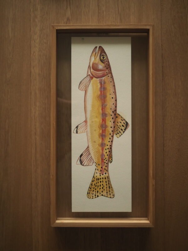 Trucha dorada (Oncorhynchus aguabonita)