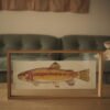 Trucha dorada (Oncorhynchus aguabonita)