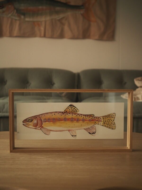 Trucha dorada (Oncorhynchus aguabonita)