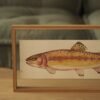 Trucha dorada (Oncorhynchus aguabonita)