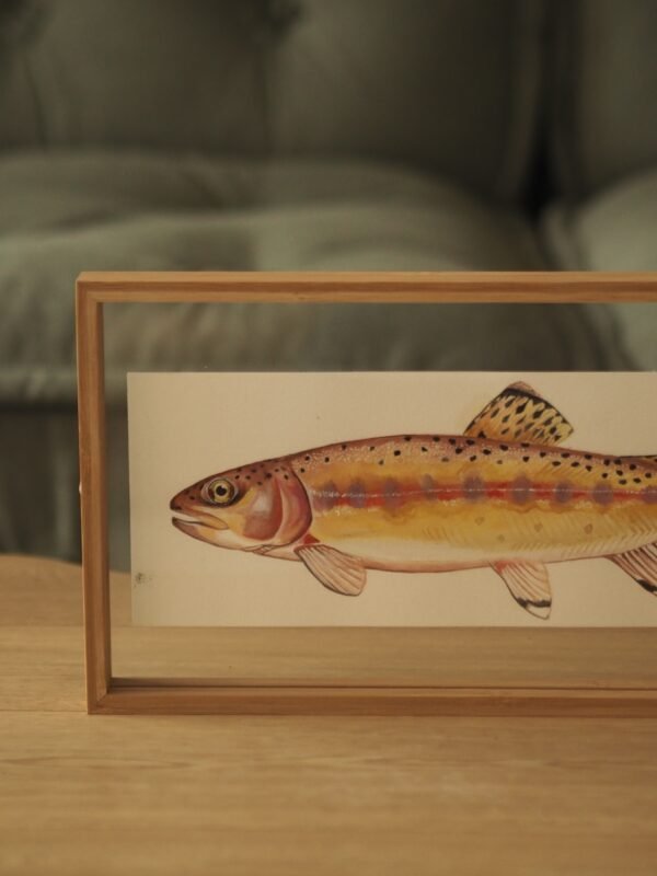 Trucha dorada (Oncorhynchus aguabonita)