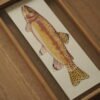 Trucha dorada (Oncorhynchus aguabonita)