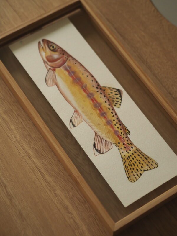 Trucha dorada (Oncorhynchus aguabonita)