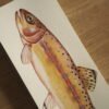 Trucha dorada (Oncorhynchus aguabonita)