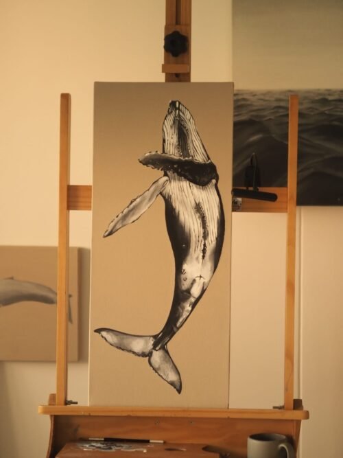 Ballena jorobada (Megaptera novaeangliae)